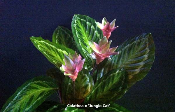 calathea-jungle-cat