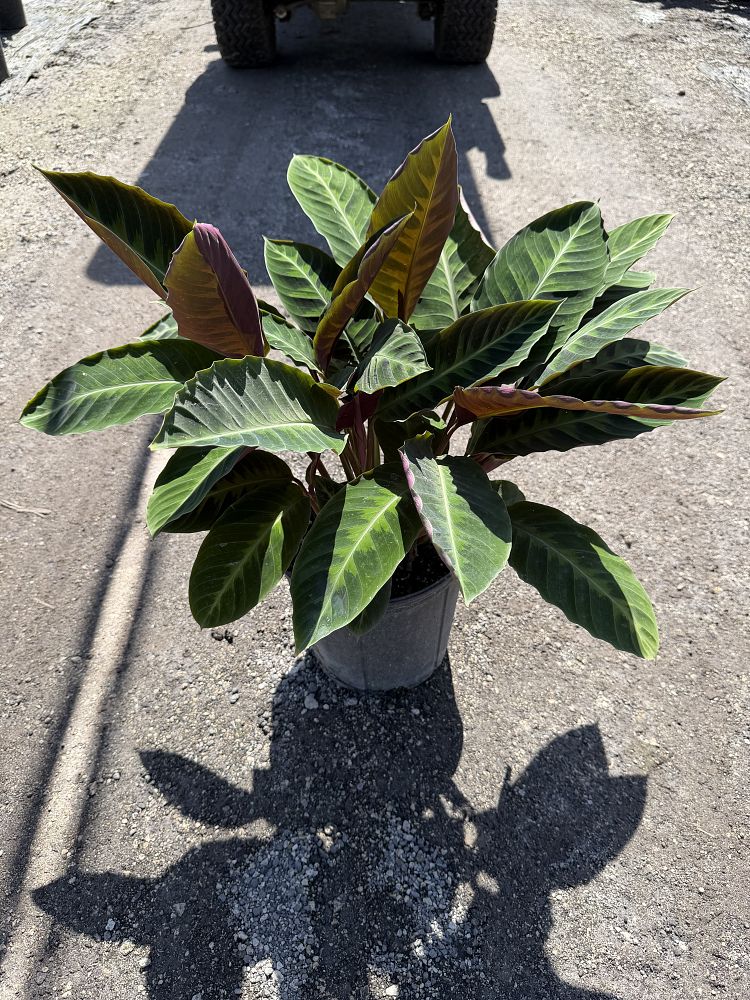 calathea-jungle-velvet