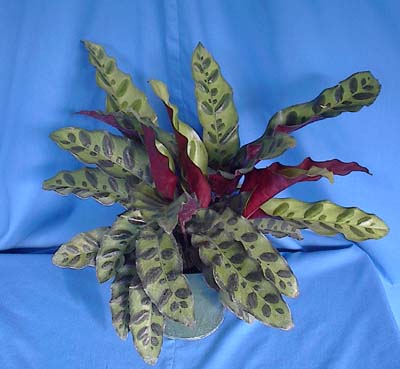 calathea-lancifolia-rattlesnake-plant