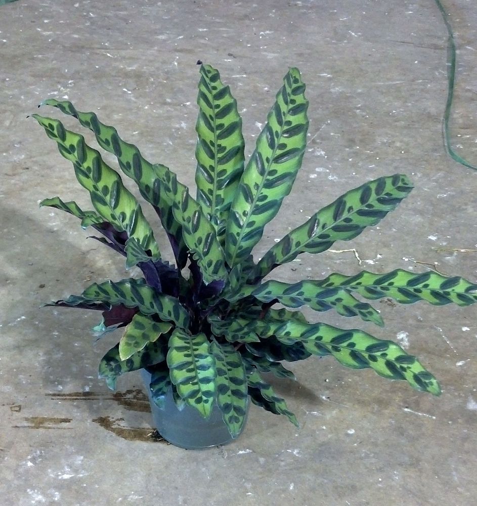 calathea-lancifolia-rattlesnake-plant