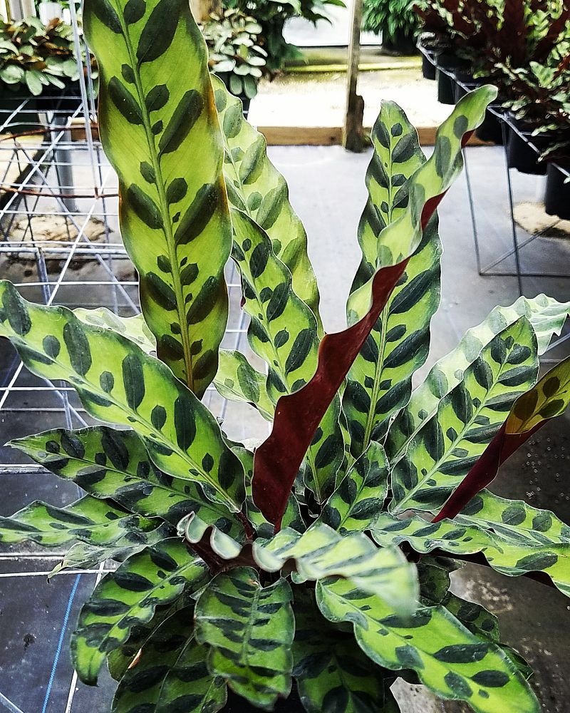 calathea-lancifolia-rattlesnake-plant