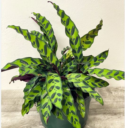 calathea-lancifolia-rattlesnake-plant