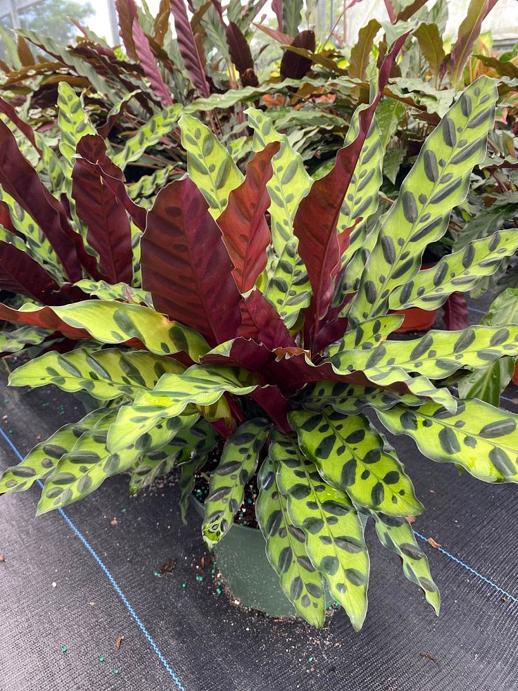 calathea-lancifolia-rattlesnake-plant