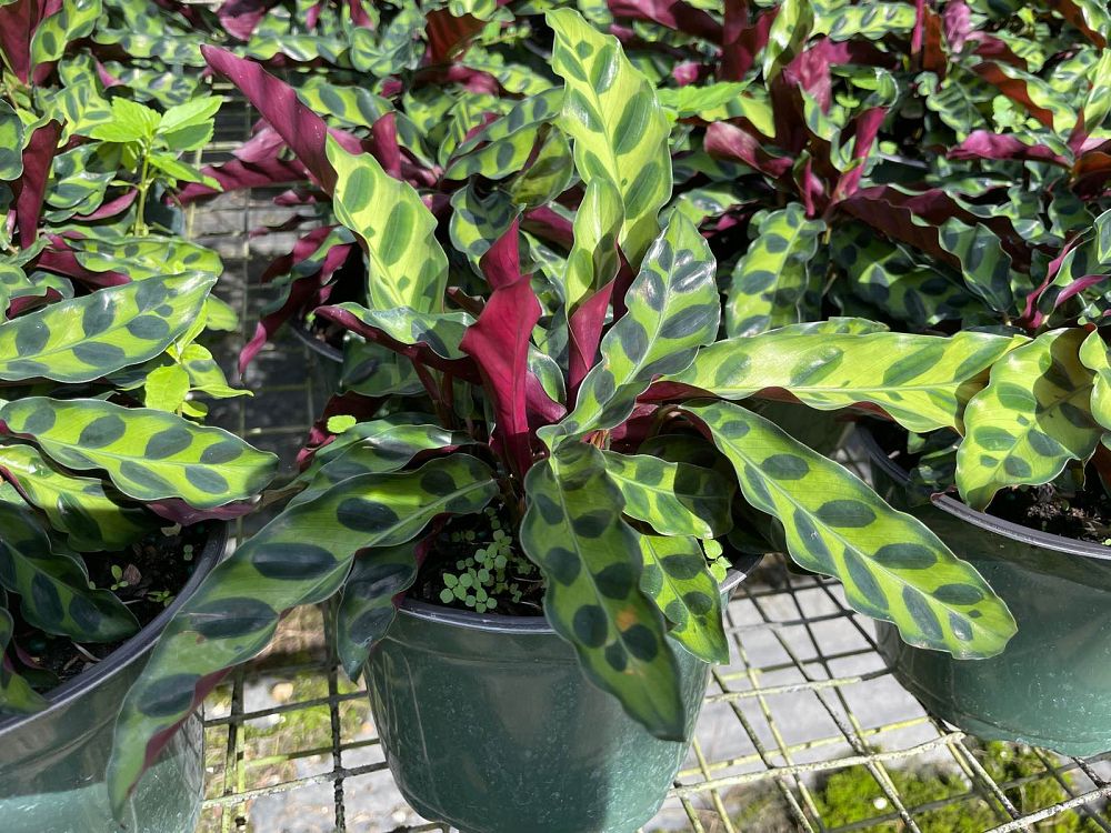 calathea-lancifolia-rattlesnake-plant