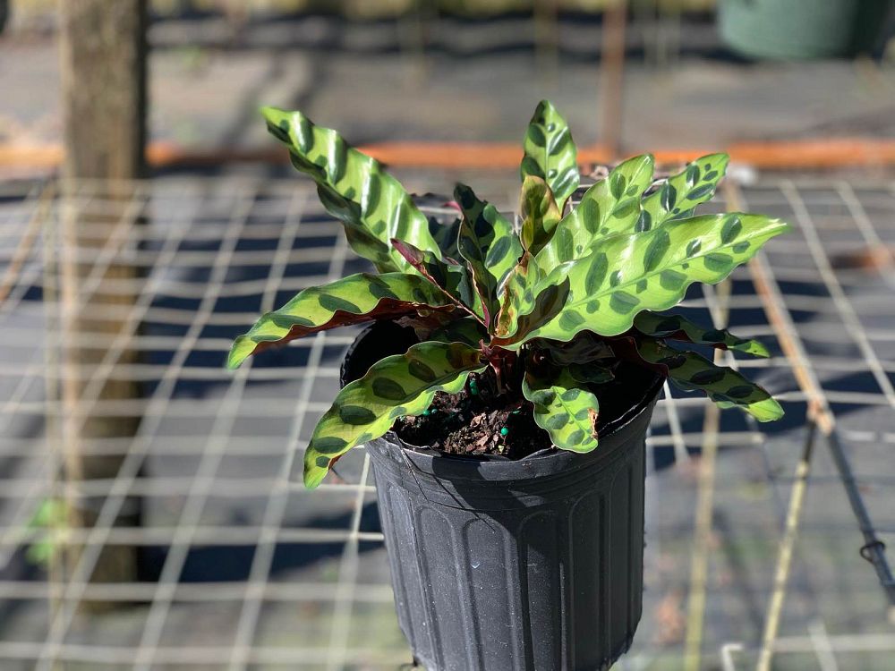 calathea-lancifolia-rattlesnake-plant