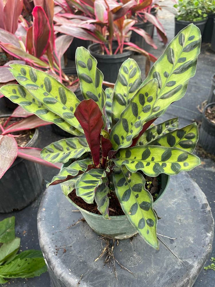 calathea-lancifolia-rattlesnake-plant