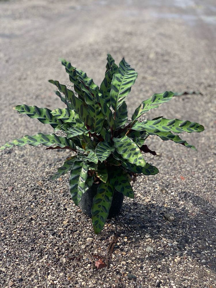 calathea-lancifolia-rattlesnake-plant