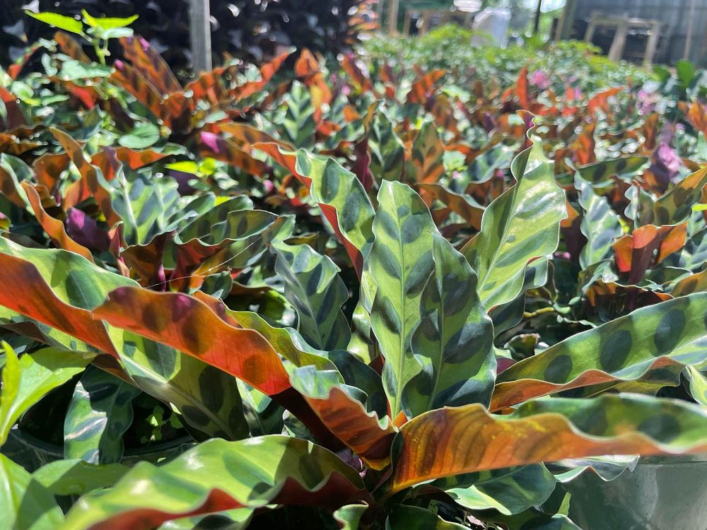 calathea-lancifolia-rattlesnake-plant