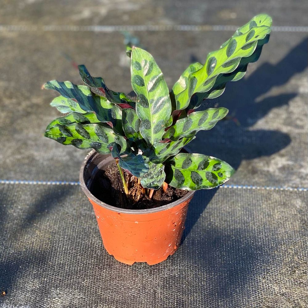 calathea-lancifolia-rattlesnake-plant