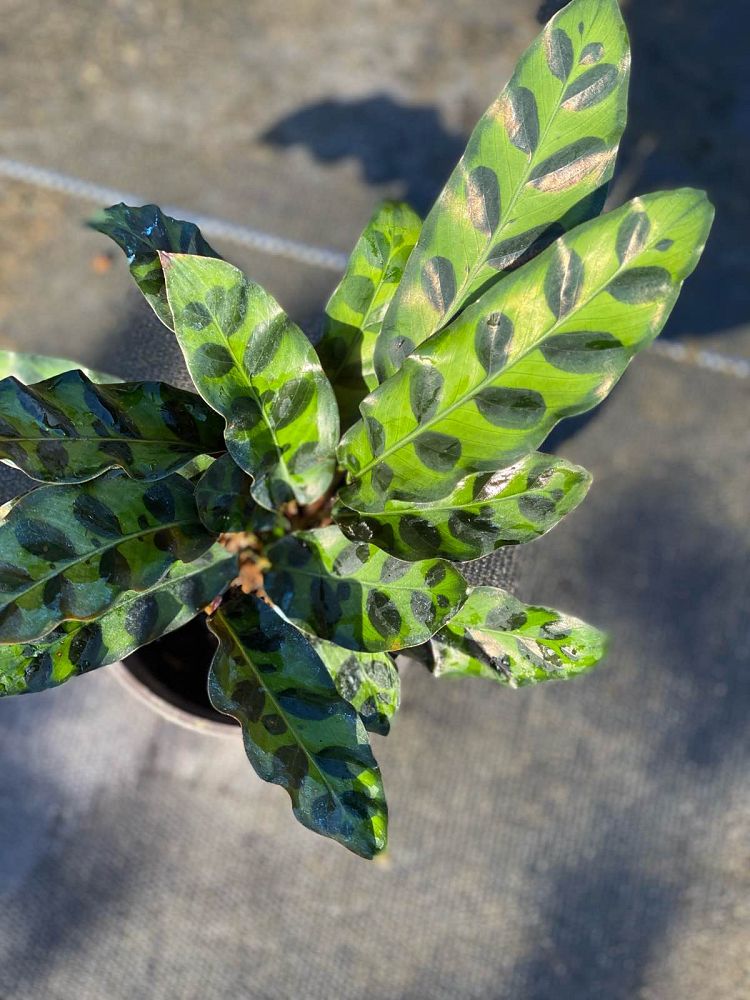 calathea-lancifolia-rattlesnake-plant