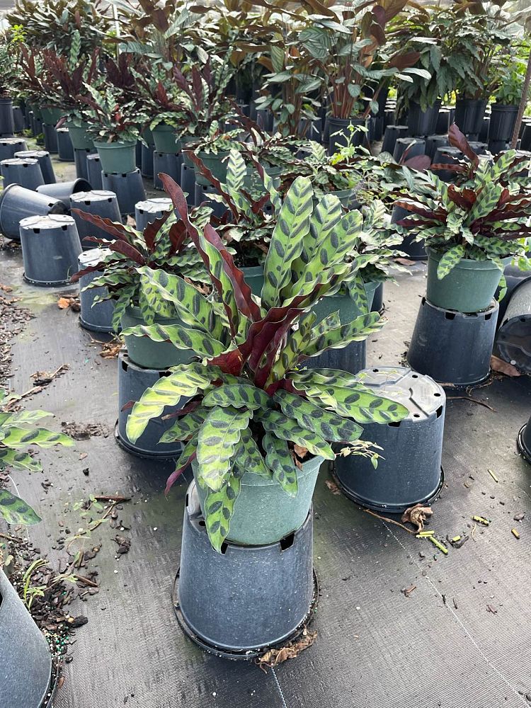 calathea-lancifolia-rattlesnake-plant