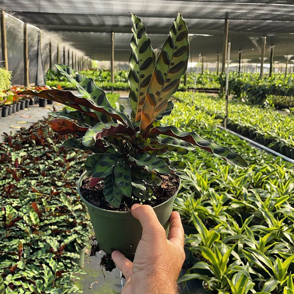 calathea-lancifolia-rattlesnake-plant