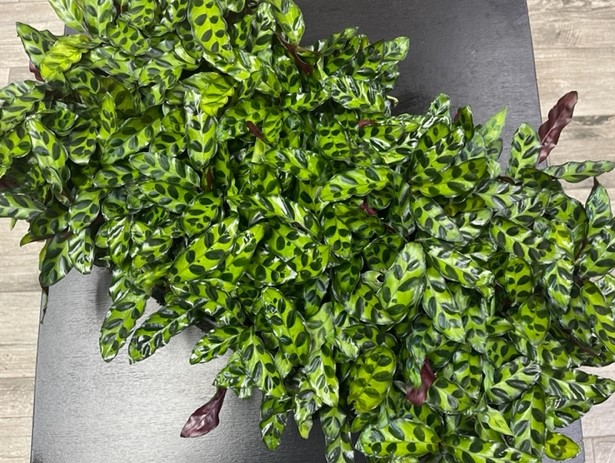 calathea-lancifolia-rattlesnake-plant