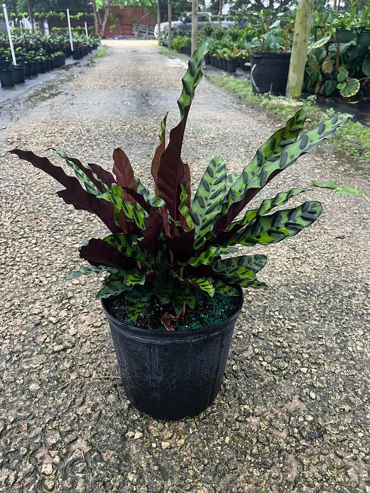 calathea-lancifolia-rattlesnake-plant