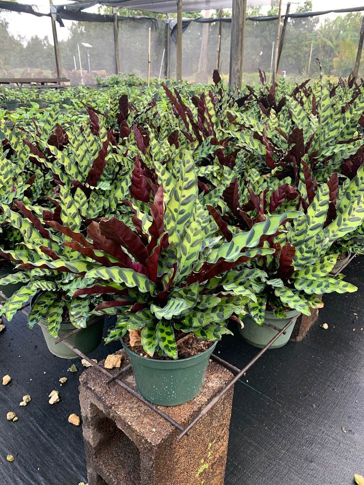 calathea-lancifolia-rattlesnake-plant