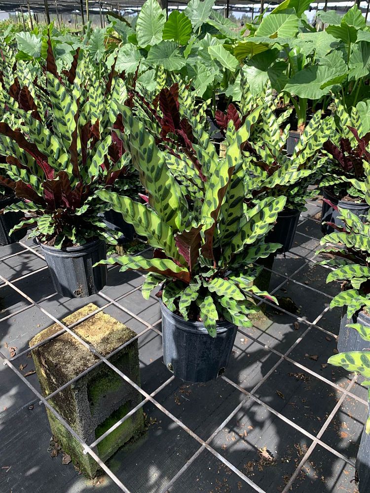 calathea-lancifolia-rattlesnake-plant