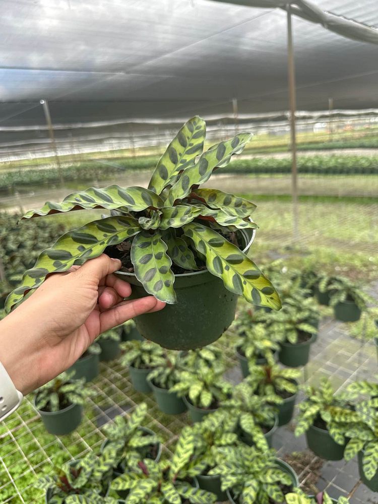 calathea-lancifolia-rattlesnake-plant