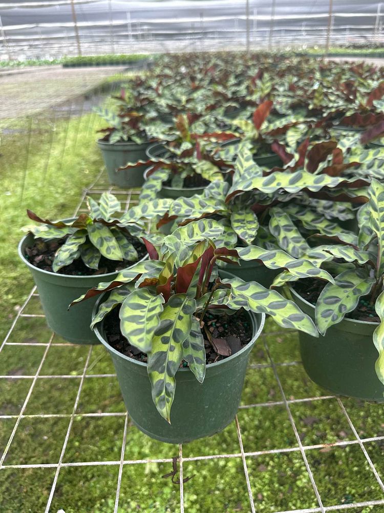 calathea-lancifolia-rattlesnake-plant