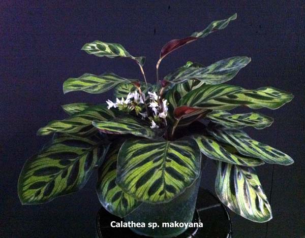 calathea-makoyana-peacock-plant