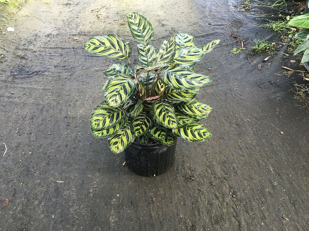 calathea-makoyana-peacock-plant