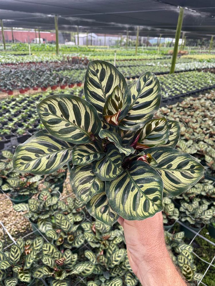 calathea-makoyana-peacock-plant