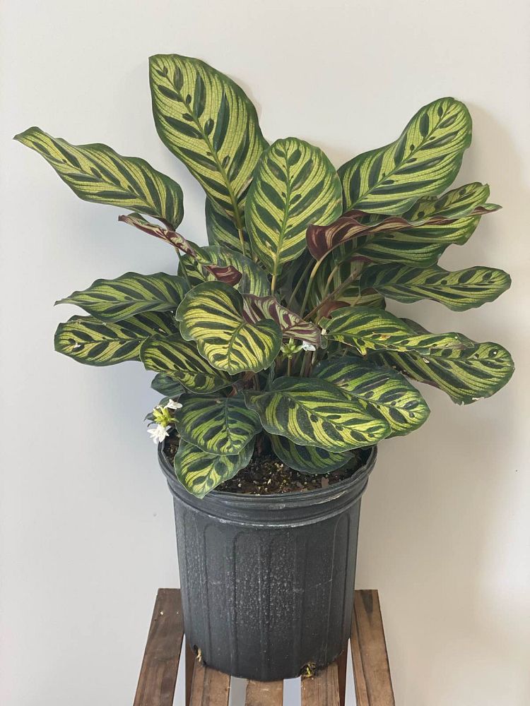 calathea-makoyana-peacock-plant