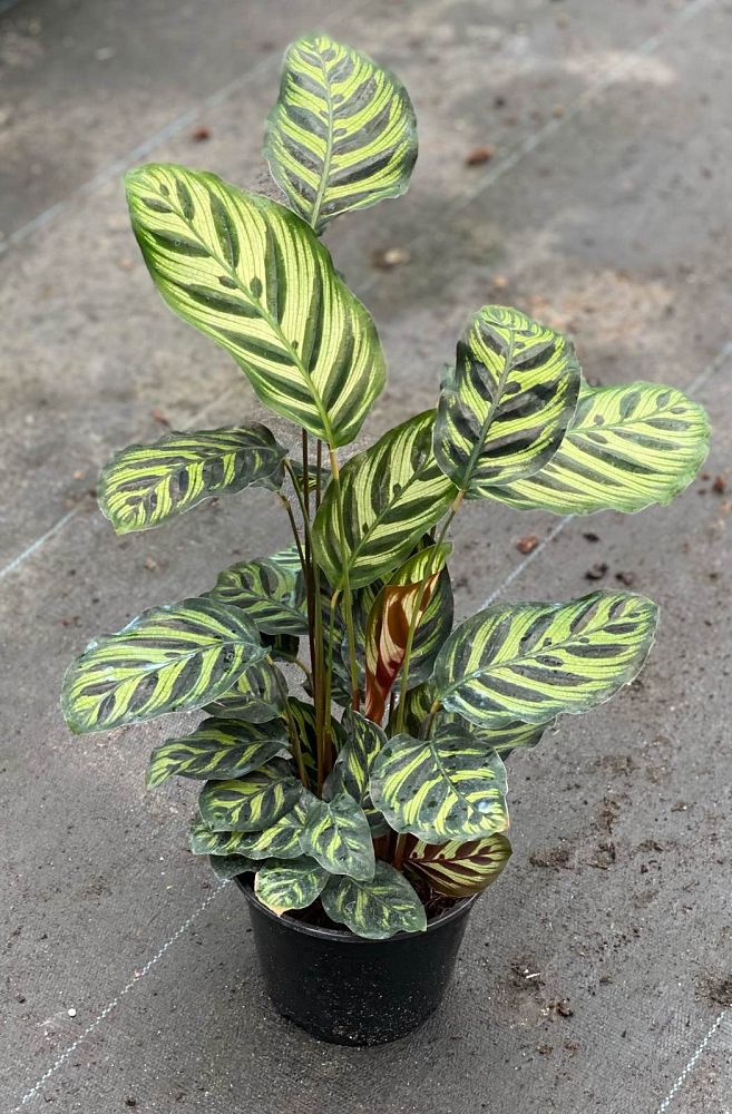 calathea-makoyana-peacock-plant