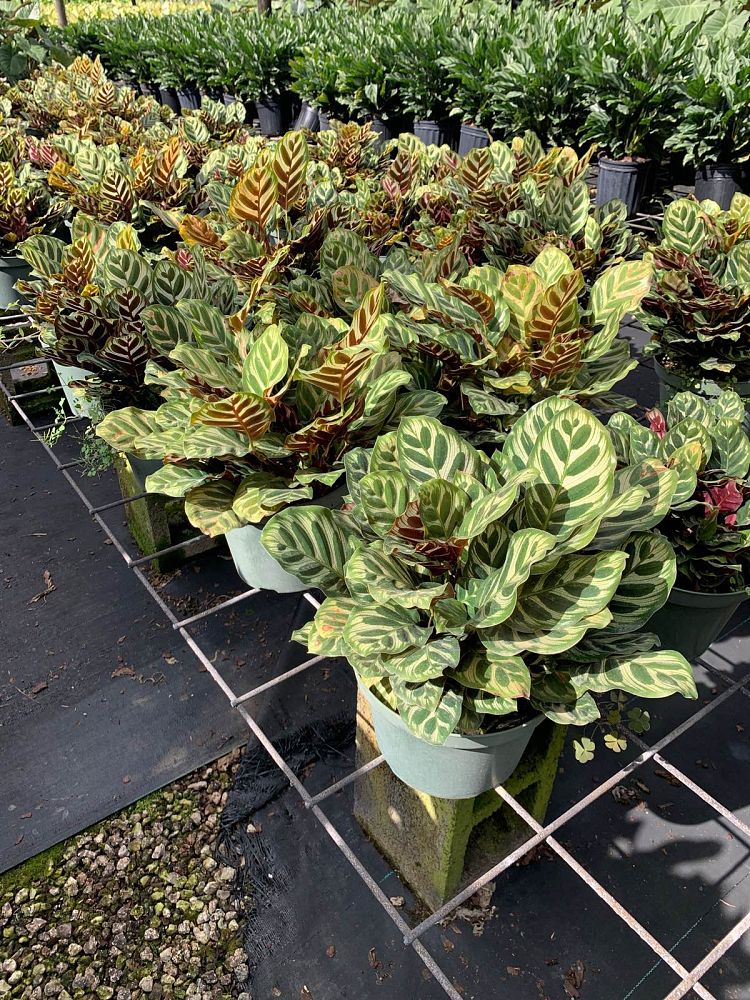 calathea-makoyana-peacock-plant