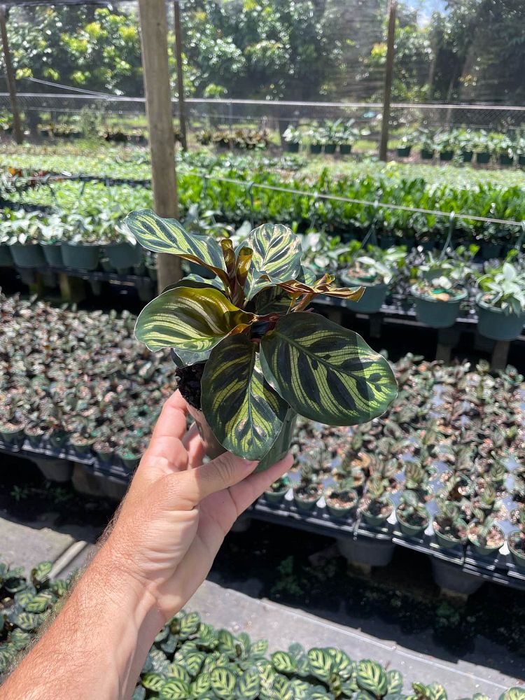 calathea-makoyana-peacock-plant