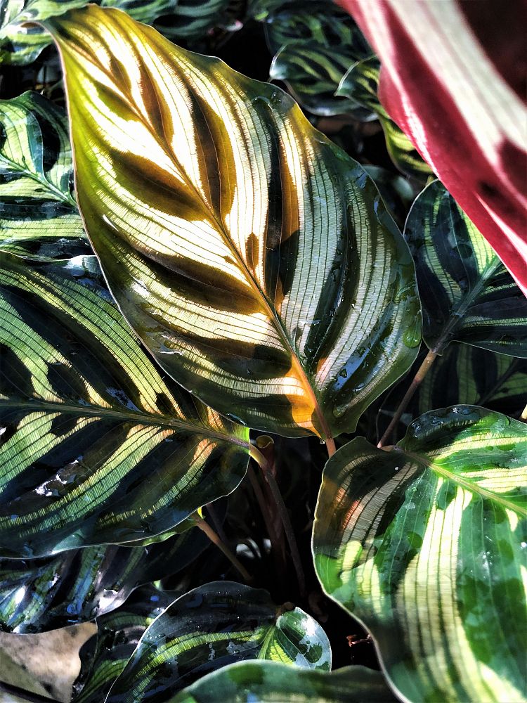 calathea-makoyana-peacock-plant