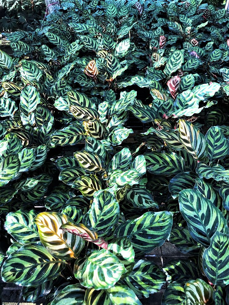 calathea-makoyana-peacock-plant
