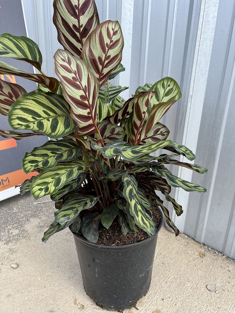 calathea-makoyana-peacock-plant