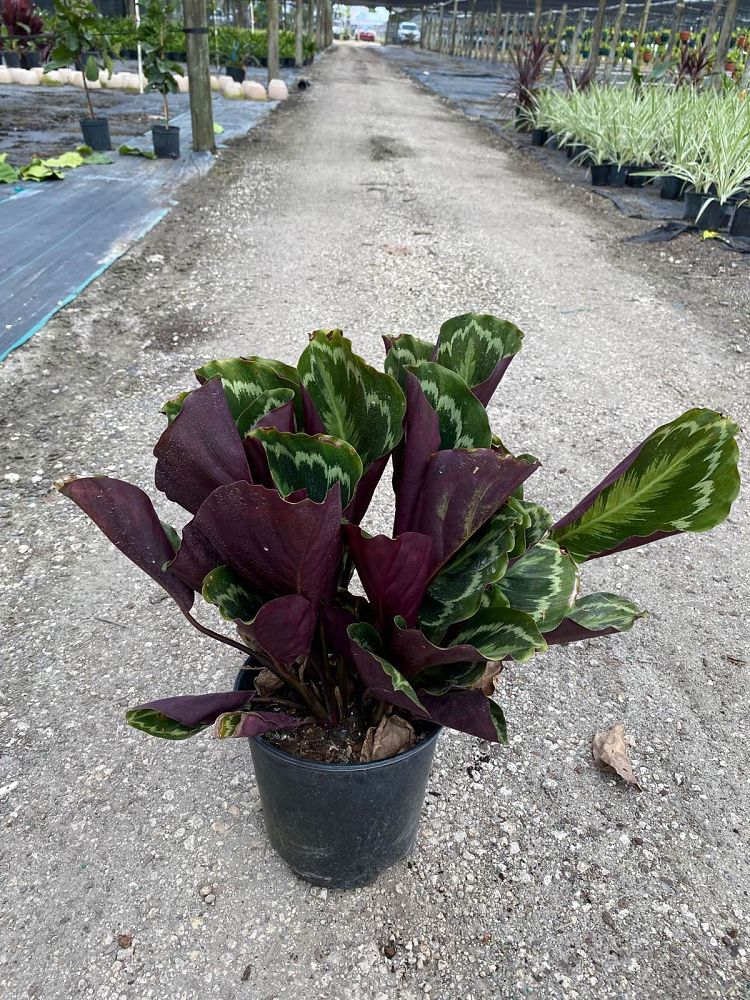 calathea-makoyana-peacock-plant