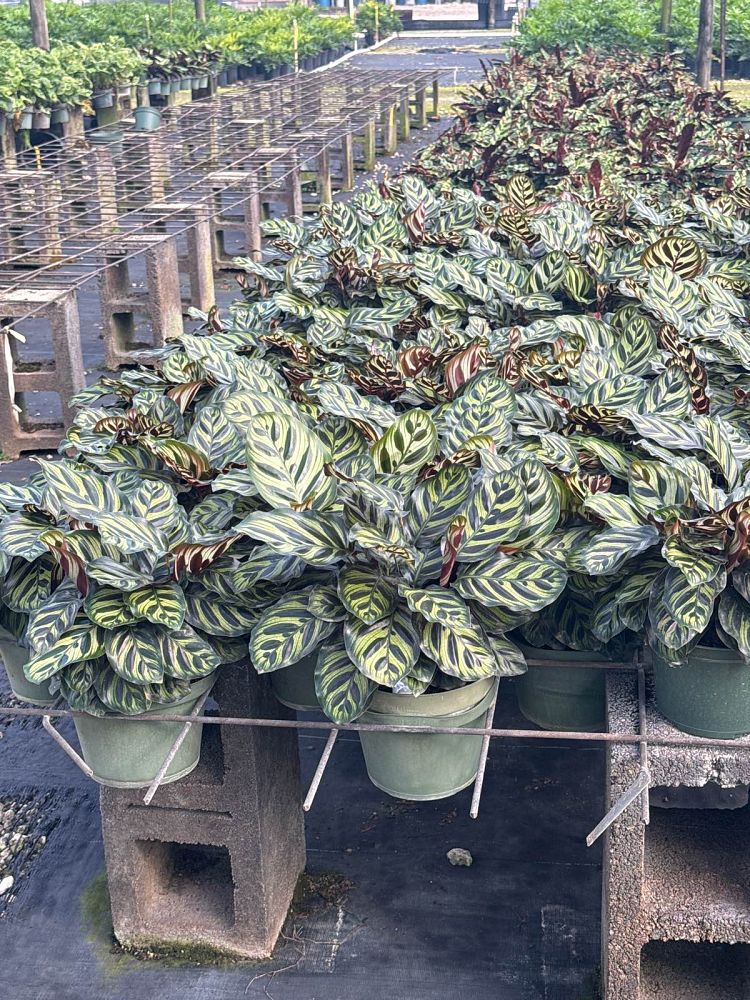 calathea-makoyana-peacock-plant