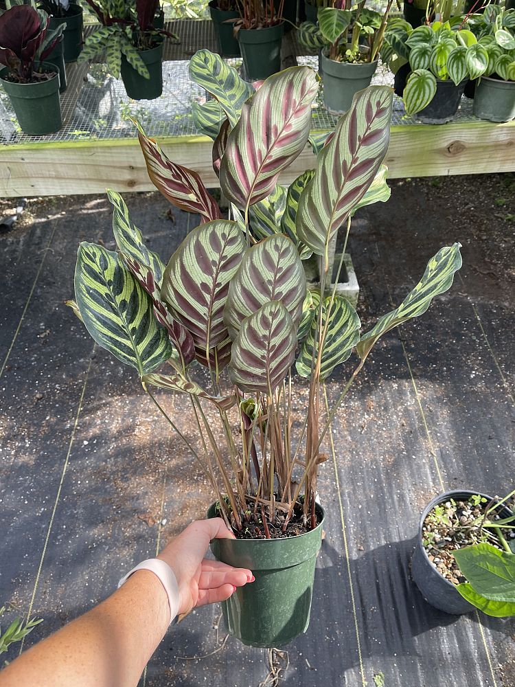 calathea-makoyana-peacock-plant