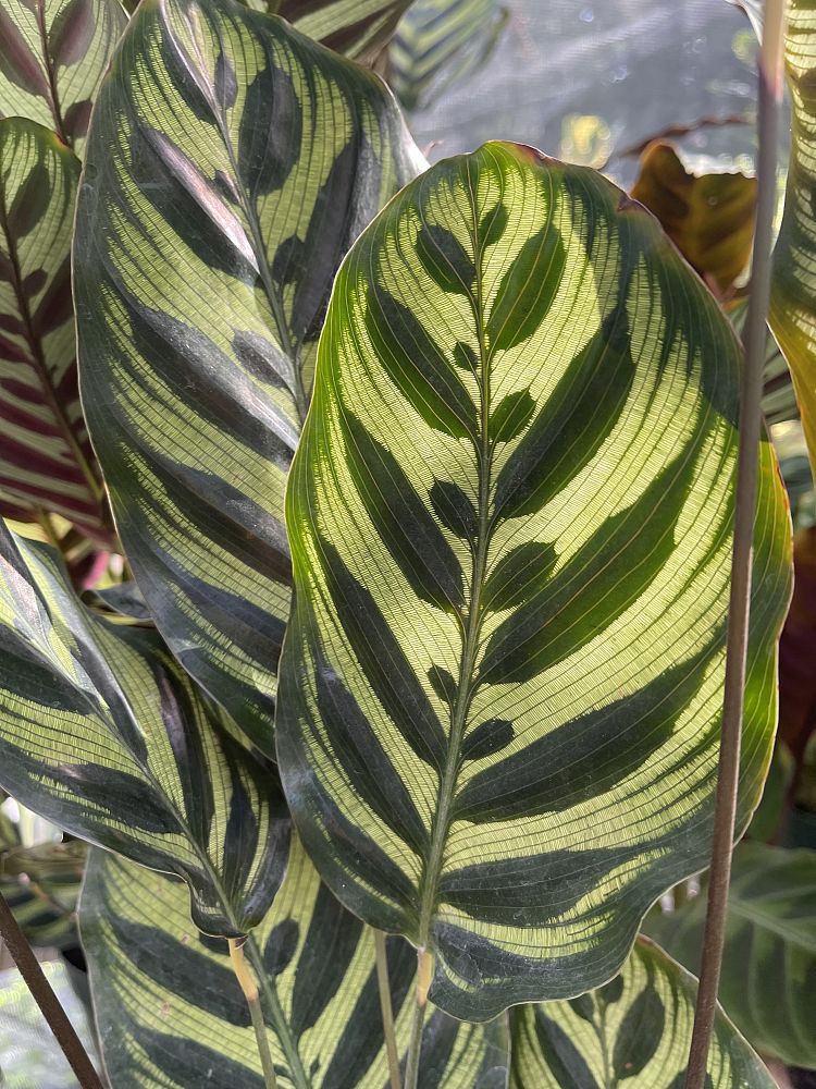 calathea-makoyana-peacock-plant