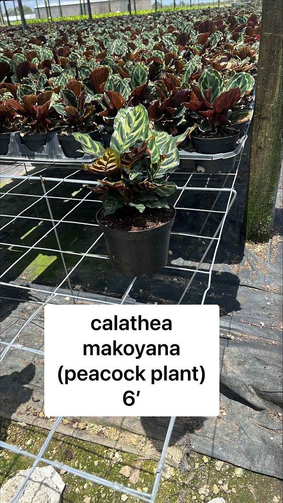 calathea-makoyana-peacock-plant