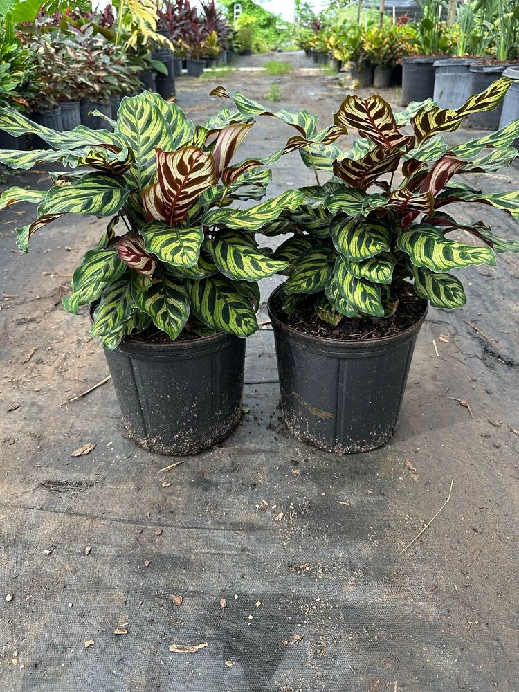 calathea-makoyana-peacock-plant