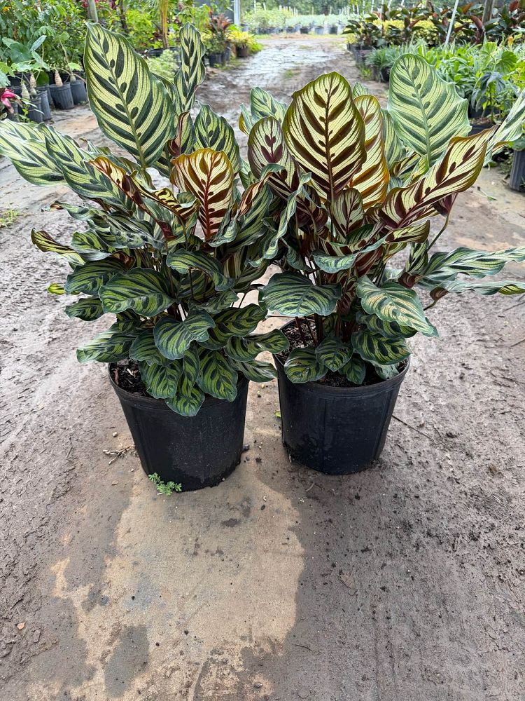 calathea-makoyana-peacock-plant