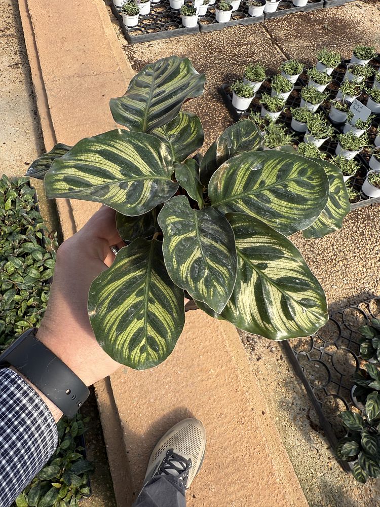calathea-makoyana-peacock-plant