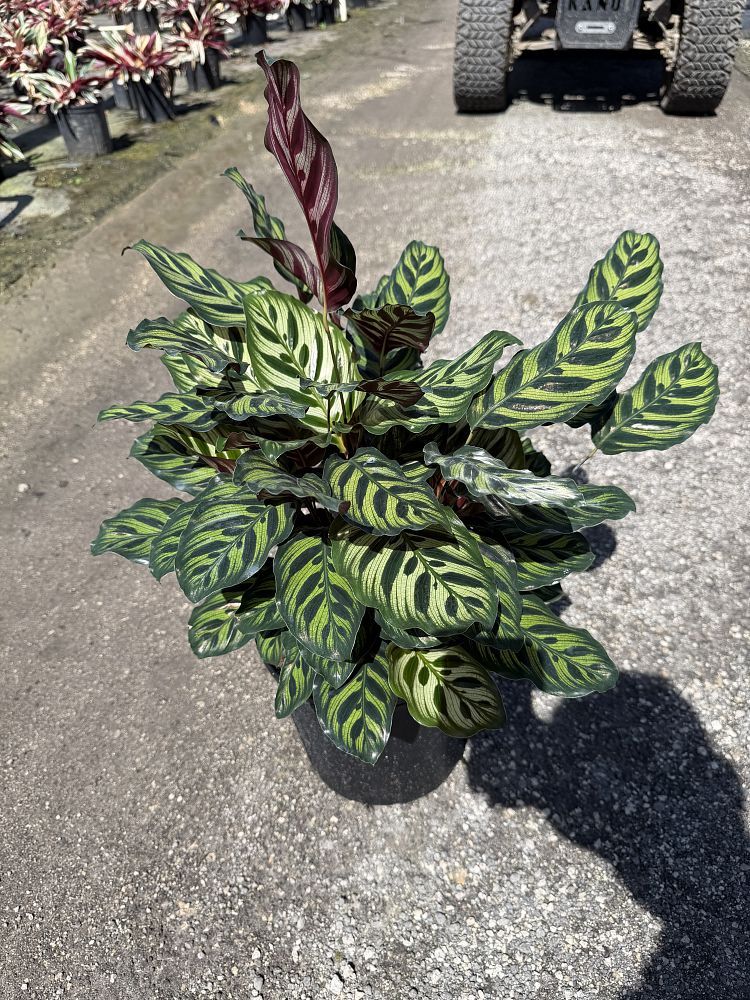 calathea-makoyana-peacock-plant