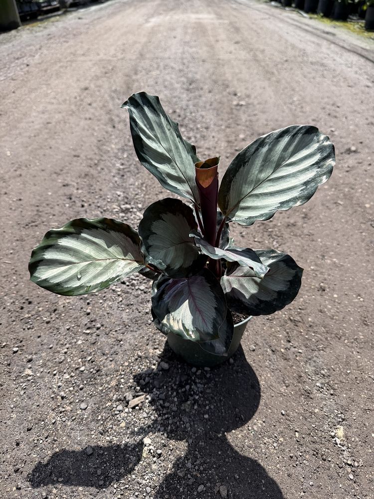 calathea-makoyana-peacock-plant
