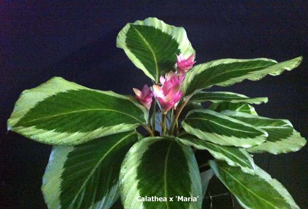calathea-maria