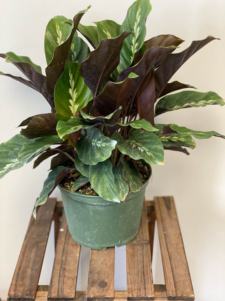 calathea-maui-queen