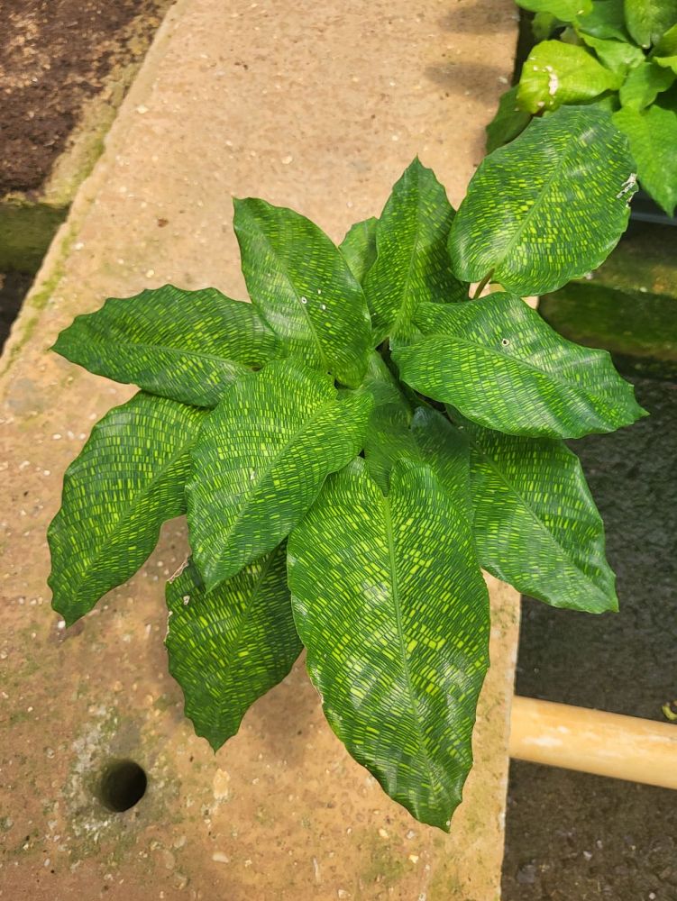 calathea-musaica