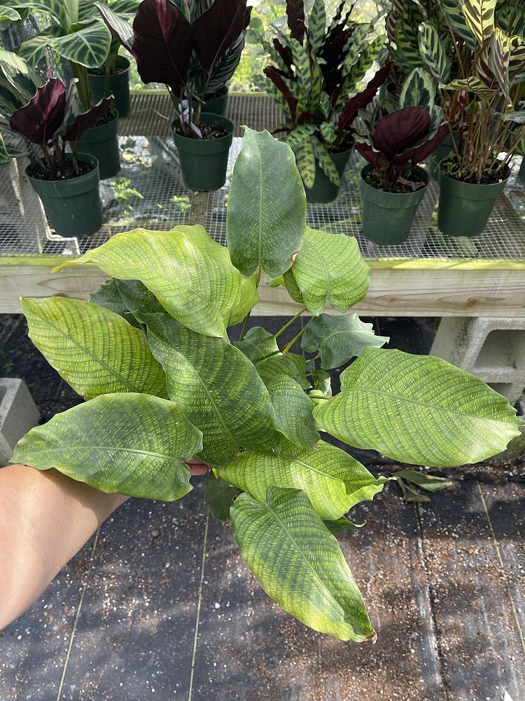 calathea-musaica
