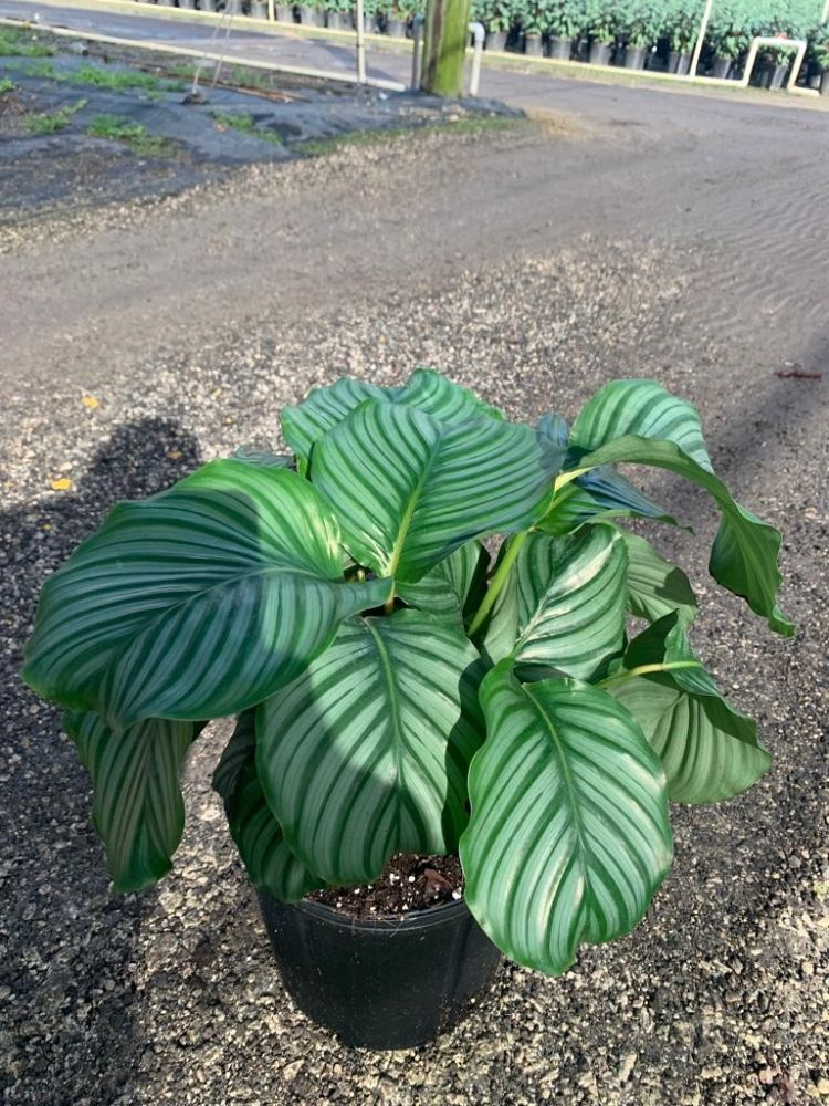 calathea-obifolia-prayer-plant