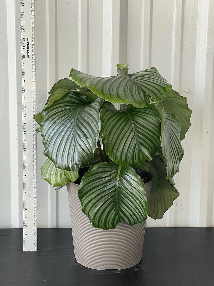 calathea-obifolia-prayer-plant