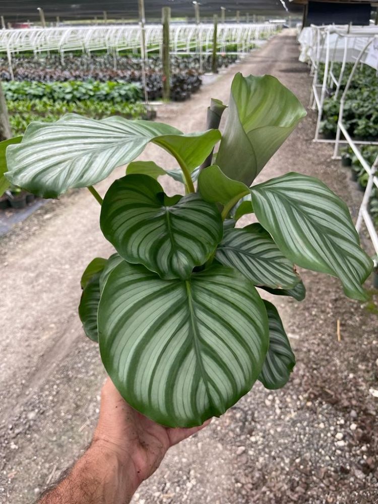 calathea-obifolia-prayer-plant