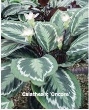 calathea-oncore